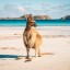 Kiedy popływać w Kangaroo Island: temperatura morza w poszczególnych miesiącach
