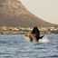 Rozkład pływów w Kapsztadzie przez następne 14 dni